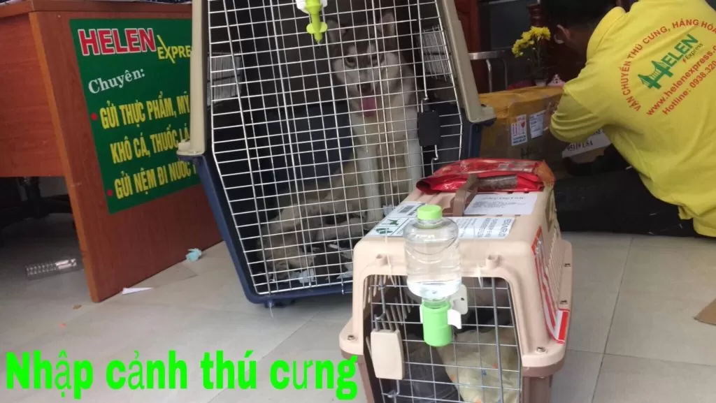 Thủ Tục Nhập Cảnh Chó Mèo Từ Nước Ngoài Về Việt Nam – Helen express