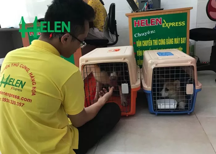 5 Sai lầm phổ biến khi gửi thú cưng từ Việt Nam đi Mỹ
