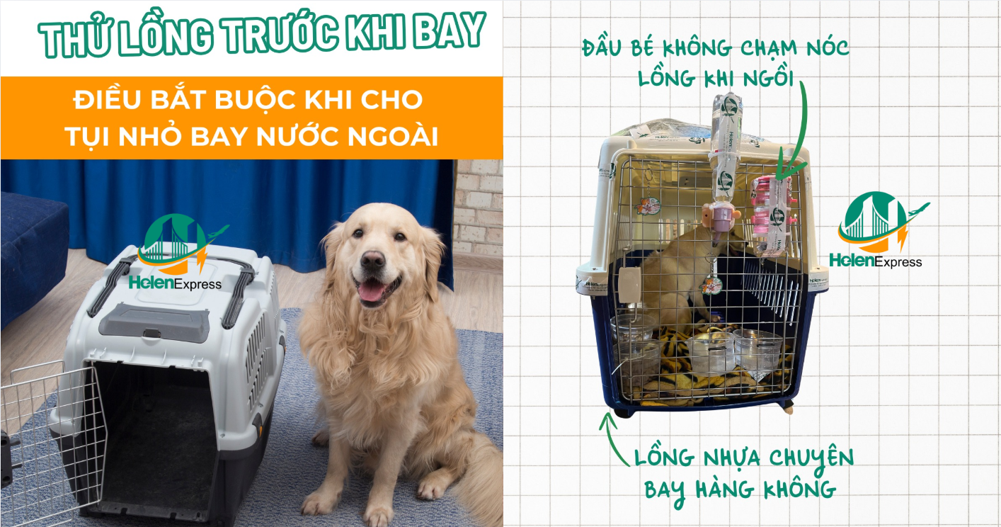 bang-gia-cuoc-phi-van-chuyen-thu-cung-cho-meo-di-my-250604082827