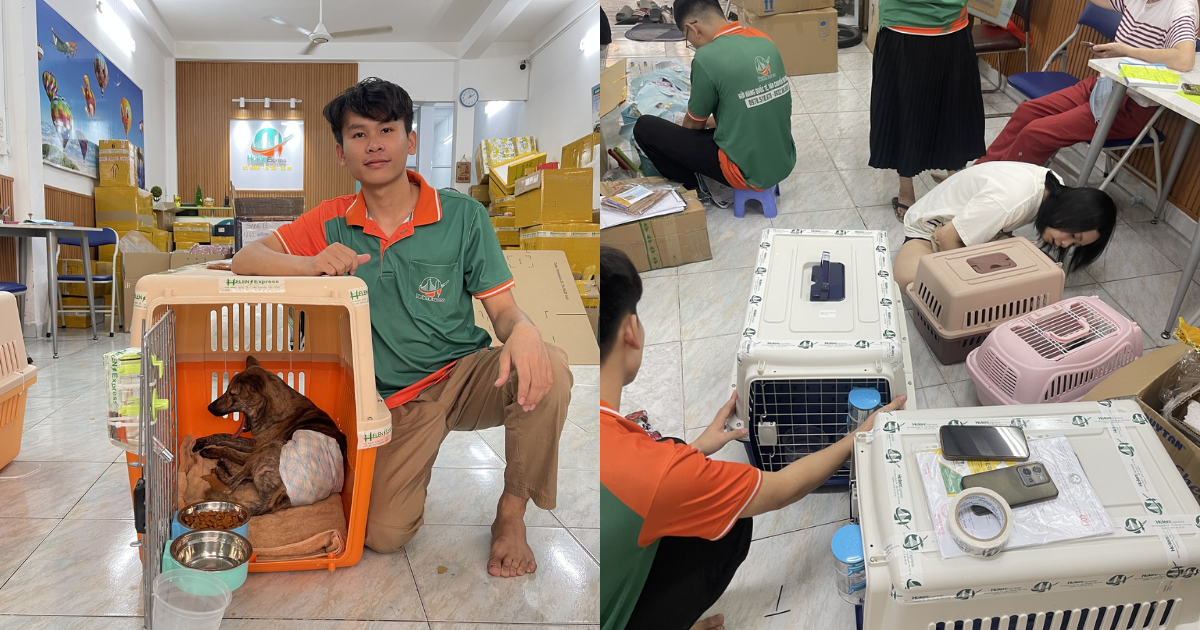 bang-gia-cuoc-phi-van-chuyen-thu-cung-cho-meo-di-my-250604082831