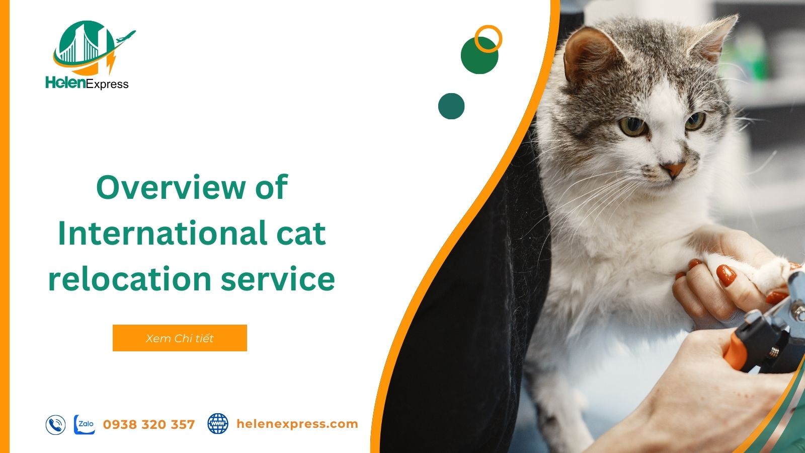 details-of-international-cat-relocation-service-in-2024-240708114026