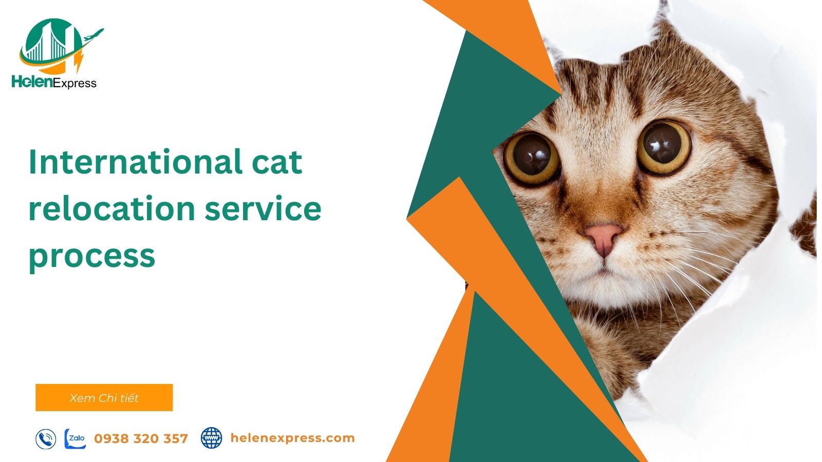 details-of-international-cat-relocation-service-in-2024-240708114030