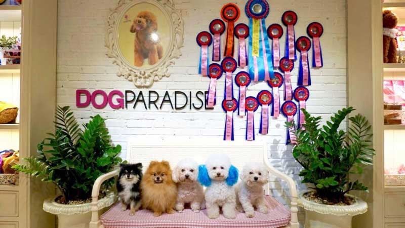 dog-paradise