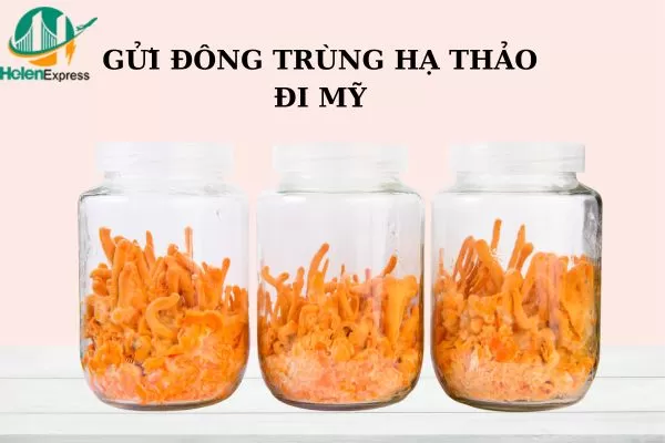 Gửi Đông Trùng Hạ Thảo Đi Mỹ Nhanh Chóng, Giá Rẻ