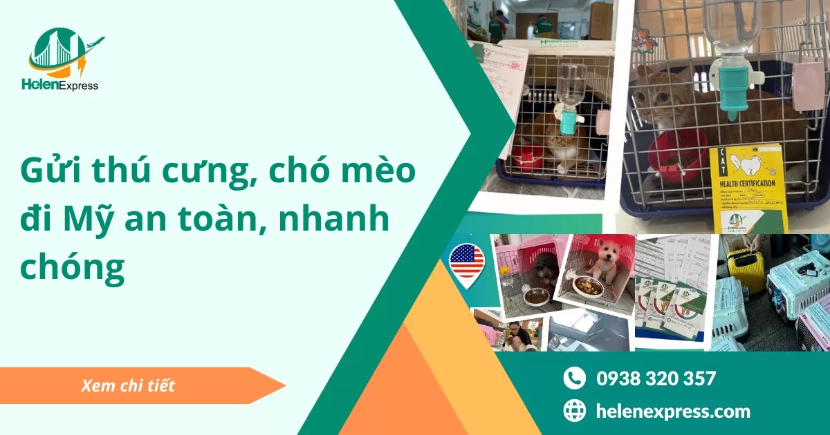 dich-vu-gui-thu-cung-cho-meo-di-my-tai-tphcm-helen-express