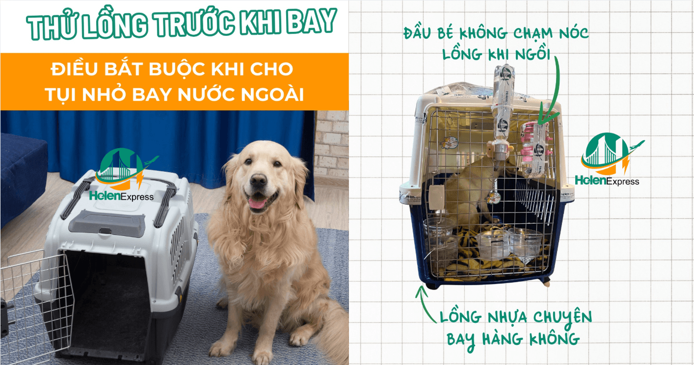 kinh-nghiem-gui-thu-cung-cho-meo-di-my