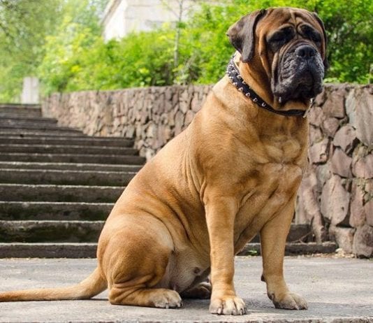 cho-Bullmastiff-1-534x462-1