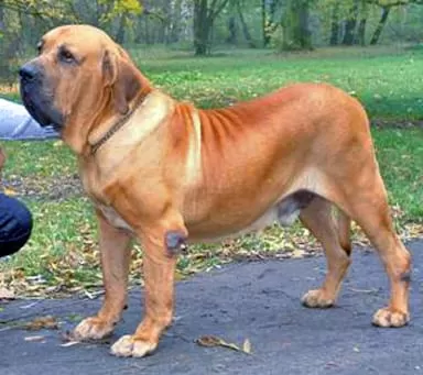 Chó Ngao Brasil – Loài chó đáng sợ nhất trên quả đất.