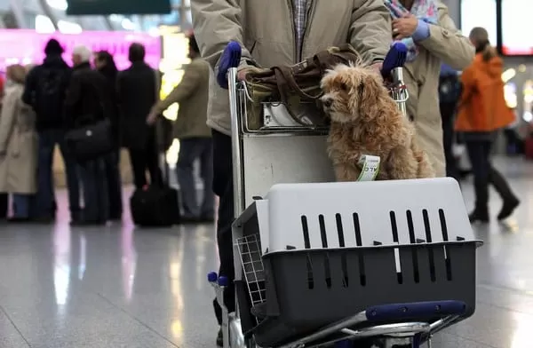 Tiêu chuẩn lồng hàng không cho thú cưng – Dịch vụ vận chuyển thú cưng