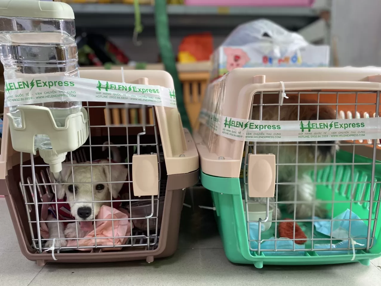 Vận chuyển chó mèo Sài Gòn – Đà Lạt An toàn Nhanh chóng Uy tín